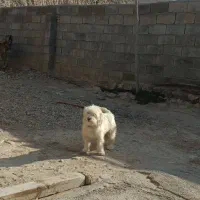 سگ پاکوتاه نژاد مالتیز|سگ|بجنورد, |دیوار