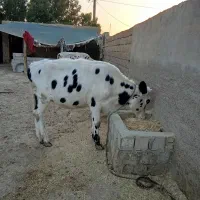 فروش گاوه|حیوانات مزرعه|باوی, |دیوار