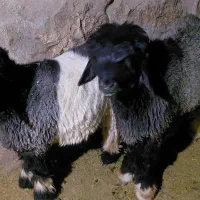 بره داشتی کله زنگی