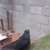 دوتا دونه کبوتر مشکی زاغ نر تزئینی دونه ایی ۷۰۰۰۰۰|پرنده|قائمشهر, |دیوار