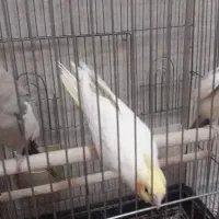 عروس هلندی آهویی لوتینو ودوکت همه یه جا دونه ۷۰۰|پرنده|حمیدیا, |دیوار