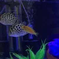 ماهی گوشتخوار