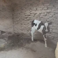 فروش گاو|حیوانات مزرعه|زیرکوه, |دیوار