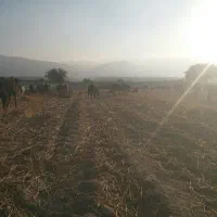 معاوضه گله بز جوان و داشتی با میش