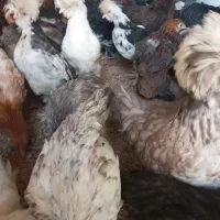 سلطان لهستان|حیوانات مزرعه|مشگین شهر, |دیوار