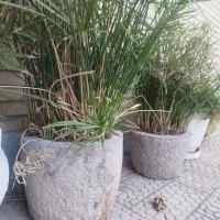 هونگ|گل و گیاه طبیعی|اصفهان, علی قلی آقا|دیوار