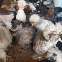 سلطان لهستان|حیوانات مزرعه|مشگین شهر, |دیوار