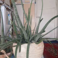 گل الوورا فروش