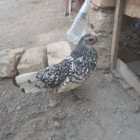 مرغ سبرایت تخم گذار