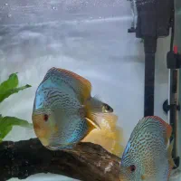 ماهی دیسکس بلو برلیانت|ماهی|شیراز, شهرک سراج|دیوار