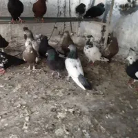 فروش کبوتتر