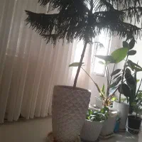 گل  زیبا