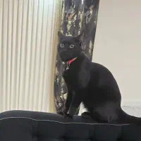 گربه