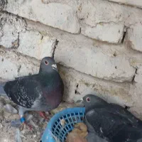 جفت مسافتی