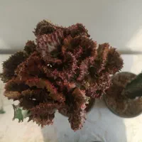 فروش انواع افوربیا،کاکتوس و گل گیاهان اپارتمانی|گل و گیاه طبیعی|کرج, شهرک اوج|دیوار