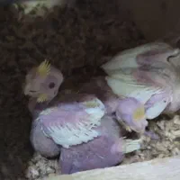 تعدادی جوجه سرلاکی عروس هلندی نژاد های مختلف