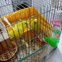 مرغ عشق نژاد پروانه ای ودورگ انگلیسی با تخم جوجه