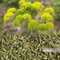 آموزش مزاج شناسی و گیاه شناسی