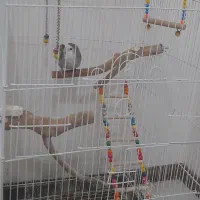 طوطی برزیلی