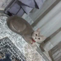 گربه ماده اسکاتیش