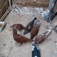 کفتر فروشی
