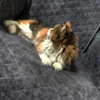 گربه ماده|گربه|کرمان, |دیوار