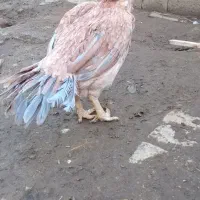 مولدایه هندی تخم وجوجه موجوده