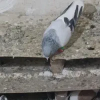 کفتر بدرنگ نر|پرنده|بشاریات, |دیوار