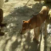 سگ گم شده|سگ|سنندج, |دیوار