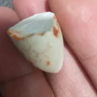 مهره  هندی ‌