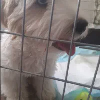 واگذاری سگ مالتیشو|سگ|ری, هاشم‌آباد|دیوار