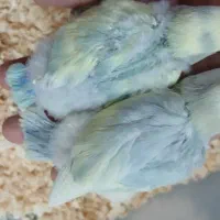 کوتوله برزیلی سرلاکی|پرنده|کاشان, لتحر|دیوار