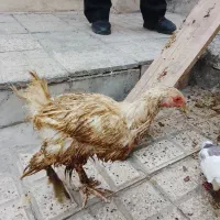 سه تا مرغ پرپا امپراتور|حیوانات مزرعه|مشهد, ایثار|دیوار