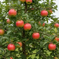 نــهال گــردوی صادراتی بازدهی سریع و سود تضمینی|خدمات باغبانی و درختکاری|یاسوج, |دیوار