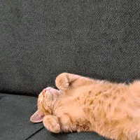 واگزاری گربه DSH