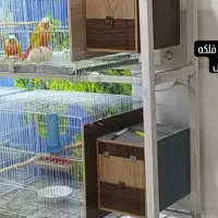 لونه درحدنو