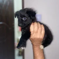 سگ آپارتمانی