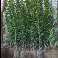 لیمو درنمونه های مختلف|گل و گیاه طبیعی|اهواز, دانشگاه چمران|دیوار