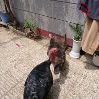 بوقلمو سالم بشرط|حیوانات مزرعه|آزادشهر, |دیوار