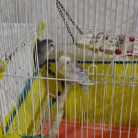 طوطی برزیلی مولد