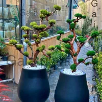 درخت جاودان،بنسای،درختچه|گل و گیاه طبیعی|تهران, اکباتان|دیوار