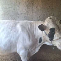 گوساله نر