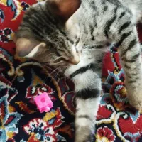 گربه واگذاری