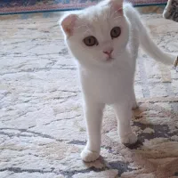 گربه اسکاتیش