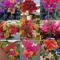 گلابی خونی سیب نهال پاپایا جک فروت کیوی خرمالو