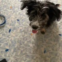 حیوان خانگی