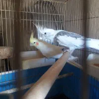 عروس هلندی بر رویه تخم