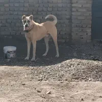 سگ سرابی نگهبان