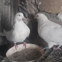 کبوتر نرو ماده|پرنده|مشکین‌دشت, |دیوار