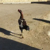 خروس لاری زیبا|حیوانات مزرعه|گوآور, |دیوار